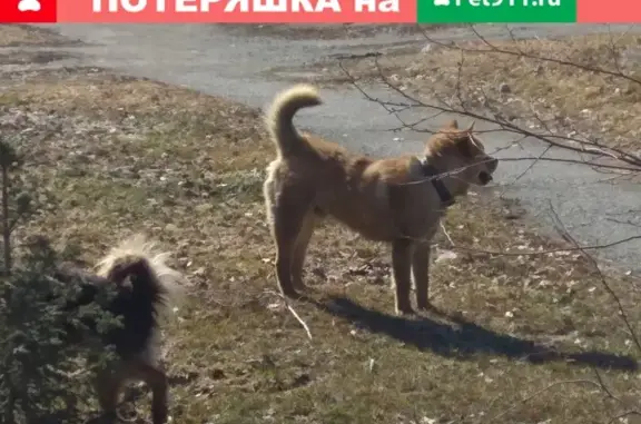 Собака на Ленина 101-105, Майма, Горно-Алтайск