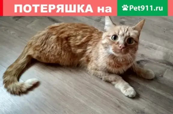 Найдена рыжая кошка в Березовском (Гагарина, 27)