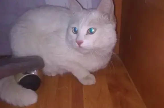 Найден белый кот, возможно потеряшка, г. Екатеринбург