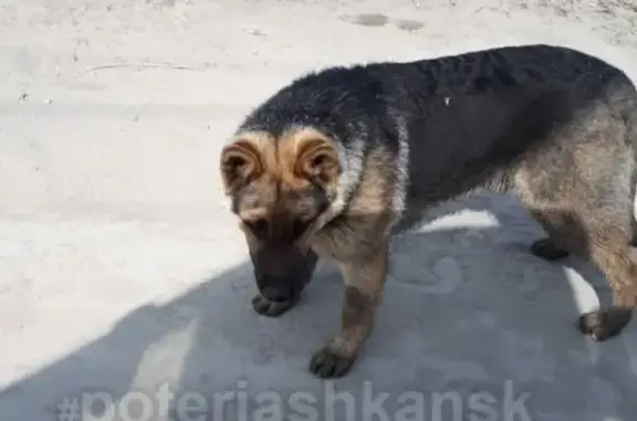 Найдена собака на ул.Станционной-Олимпийской