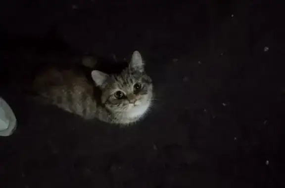 Найдена кошка на ул. Паши Савельевой