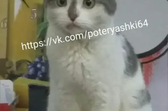 Найден кот на ул. Ростовская, Саратов