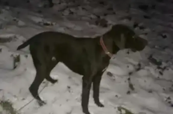 Пропала собака на Новороссийской, 56 Армии, Лагерная
