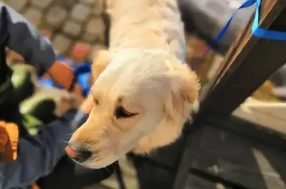 Найдена собака в Всеволожском р-не Грузино-5