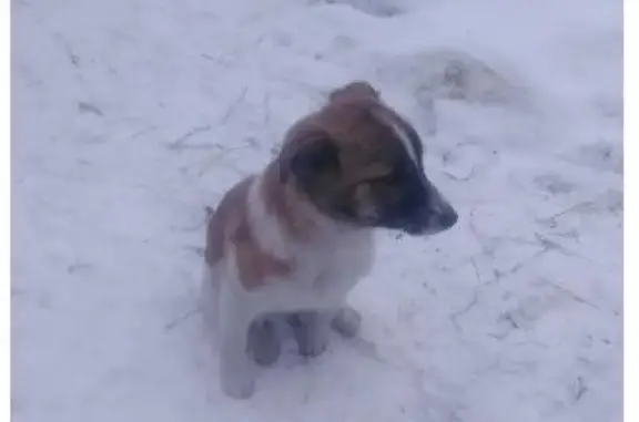 Пропала собака на проспекте Лаврентьева, Новосибирск