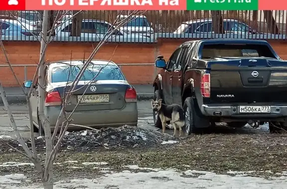 Собака со сломанной лапой найдена на Варшавском шоссе