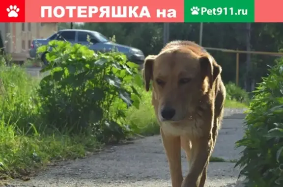 Пропала собака Тузик на улице 12 сентября, Ульяновск