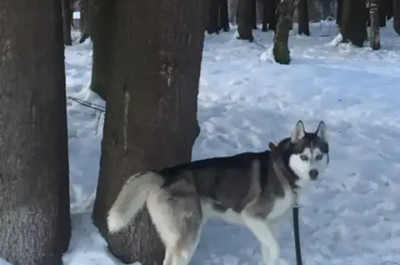 Пропала хаски Диккенс в Москве, ищем!