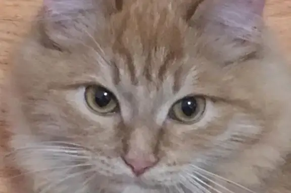 Кошки потеряшки, Москва, фото: Потеряшка кошка на пересечении Мещанского и Красносельского районов Москвы