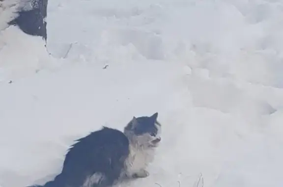 Найдена кошка на ул. Асафьева, СПб