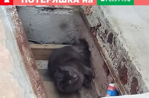 Потерян домашний кот на ул. Головнина