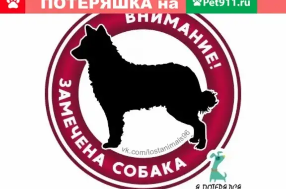 Найден раненый крупный пес на Ст. Сортировке (Екатеринбург)