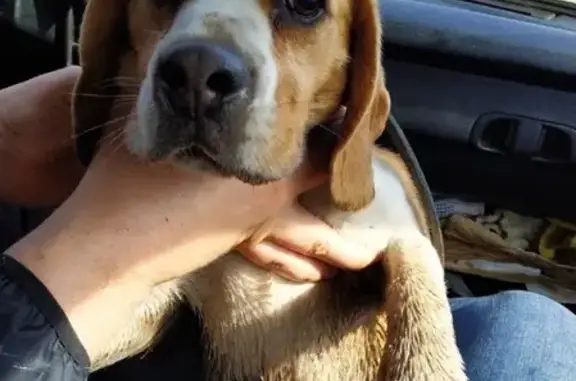 Найдена собака Бигль в Рыбинске