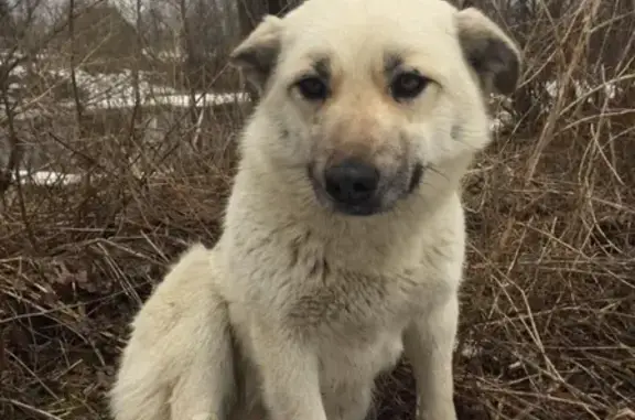Найдена собака в деревне Сустье-Конец