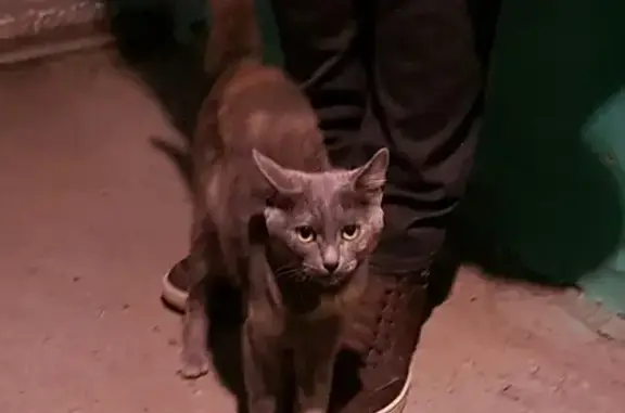 Найдена кошка в Екатеринбурге на ул. Байкальская