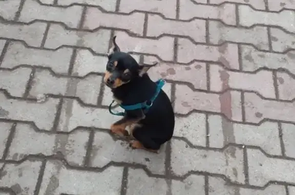 Пропала собака в Краснокамске на улице Камарова