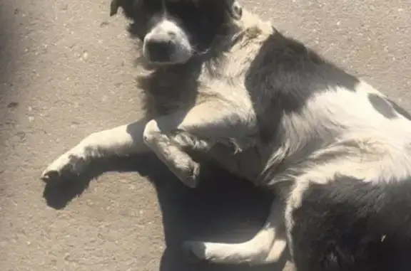 Найдена собака на Петербургском шоссе, Тверь