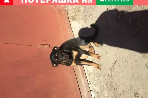 Собака найдена в Владимирской обл.