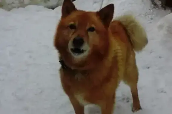 Пропала собака Джек в Перми