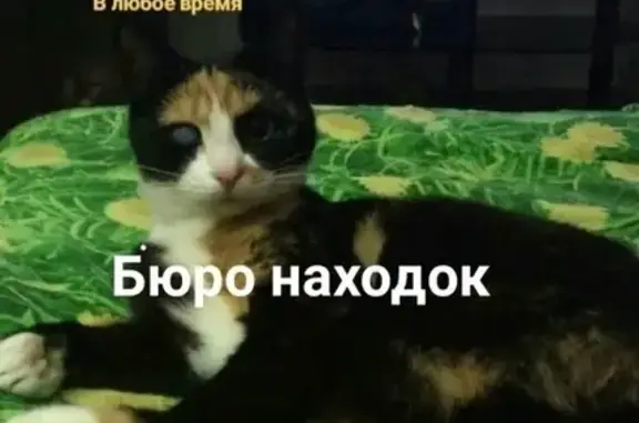 Пропала кошка в Архангельске, один глаз слепой.