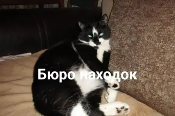 Пропал кот на Ломоносова-Шубина, откликается на Мася. Архангельск.