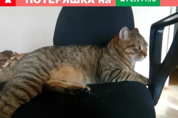 Кошки потеряшки, село Павлово, фото: Потеряшка кот на улице Быкова 25а, помогите найти!