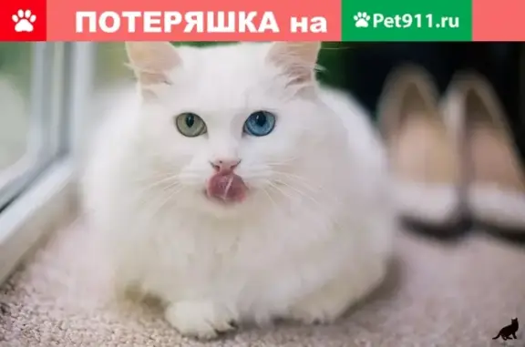 Пропала белая кошка с разными глазами в Чкаловске