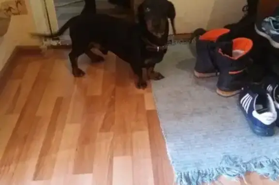 Собаки потеряшки, посёлок Майский, фото: Потеряшка собака Чак в поселке Майский, помогите найти!