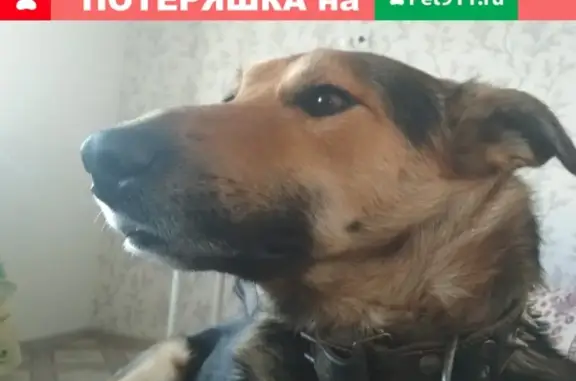 Пропала собака в Лаишево, нужна помощь!