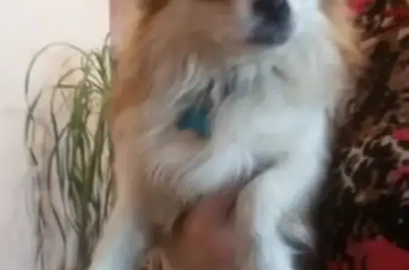 Найдена собака, Нижний Новгород, фото: Найдена собачка на ул. Дьяконова, Н.Новгород