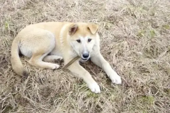 Найден щенок на Конева-Беляева, нужна помощь!