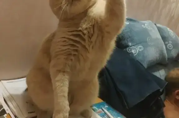 Кошки потеряшки, Набережные Челны, фото: Потеряшка кот в районе 38/09, нужна помощь!