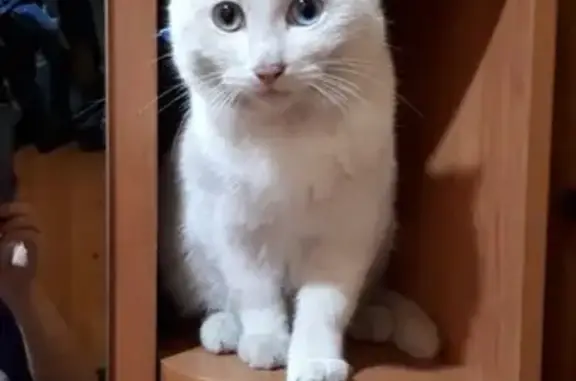 Кошки потеряшки, Кайдаловское, фото: Потеряшка кот в Атамановке 13 марта