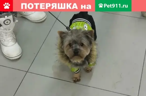 Пропала собака в Протвино, вознаграждение!