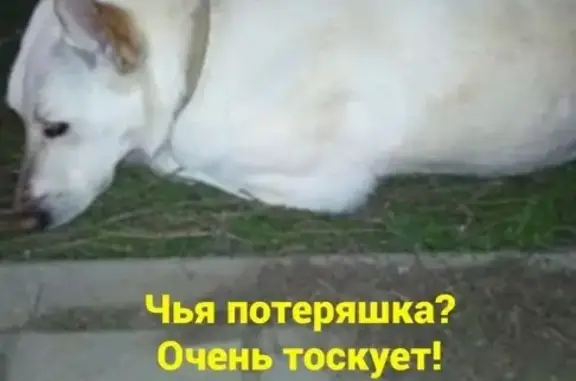 Найдена собака на Левенцовке в Ростове