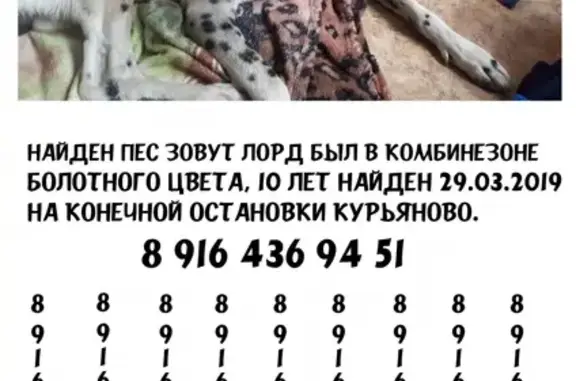 Собака найдена в Москве, 10 лет