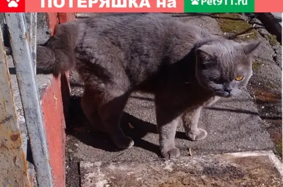 Найден британский кот по адресу ул. Героев Панфиловцев, 13к3, Москва