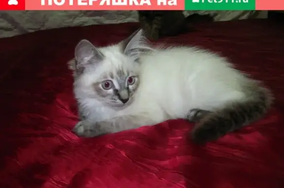Пропал кот Беляшик от дома №6 на ул. Молодежная, Искра Октября. Вознаграждение за информацию.