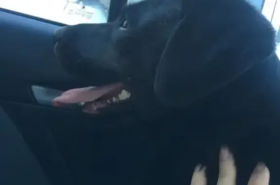Найдена собака: черный лабрадор на Верхней улице, Нижний Новгород