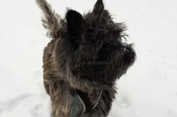 Собаки потеряшки, Москва, фото: Потеряшка керн-терьер Ирвин в деревне Тимошкино, Красногорский район.