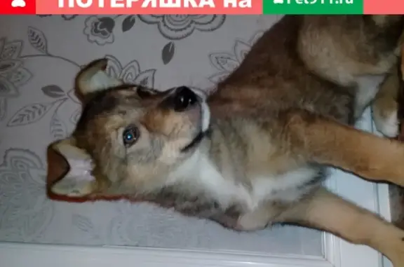 Найдена собака Девочка 4 мес., коричневый окрас, Москва