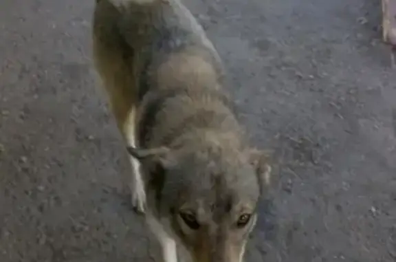 Пропала собака Павлинка в Рязани