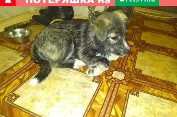 Собака найдена в районе Чехова, Анапа