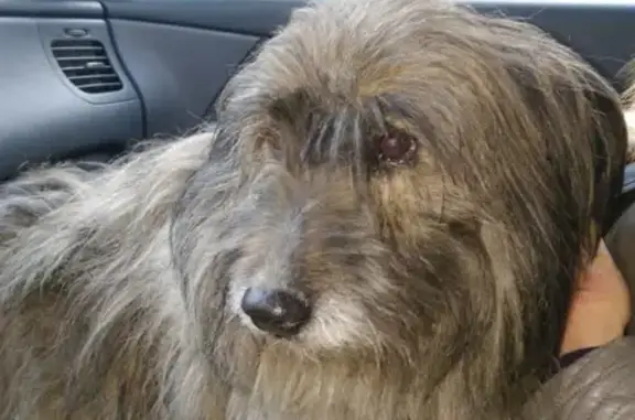 Собака найдена в Домодедово: Девочка, пушистая, деревня Авдотьино, 20