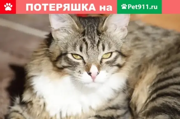 Кошки потеряшки, Москва, фото: Потеряшка кошка на Паромной улице, Москва