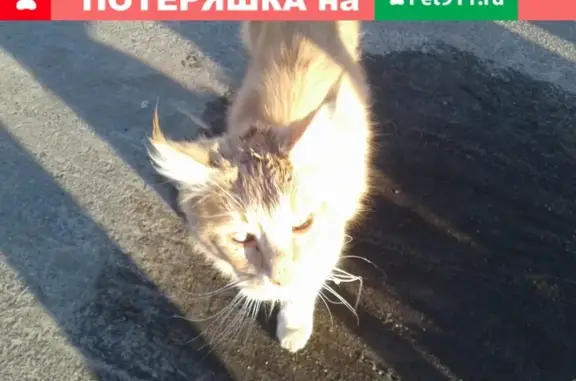 Найдена кошка на ул. Пионеров, 32 в Курске