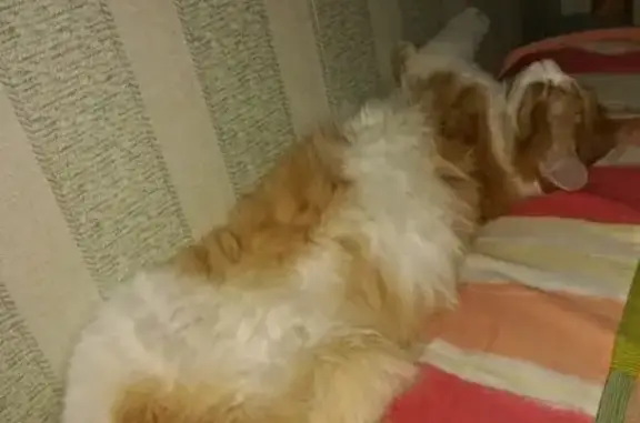 Кошки потеряшки, Москва, фото: Потеряшка кошка Малыш в деревне Бурцево, Москва