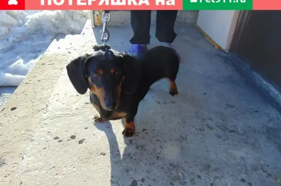 Собака на Соцпроспекте в Барнауле с брезентовым ошейником