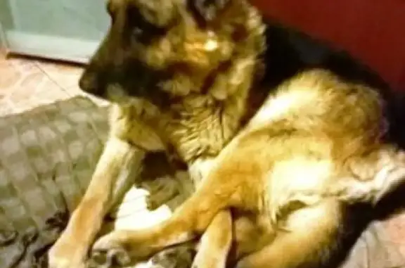 Собаки потеряшки, Тверь, фото: Потеряшка немецкая овчарка в Твери, Черкасская улица, 86