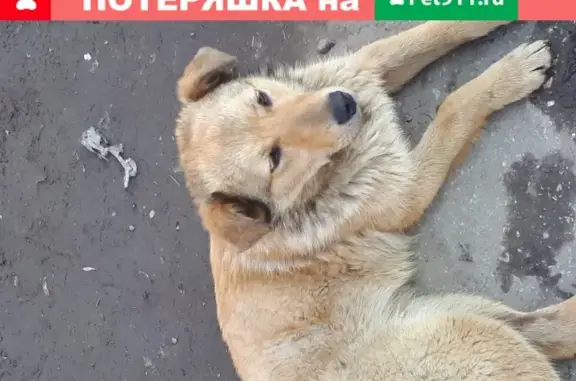 Собака в ошейнике - Самара, Россия